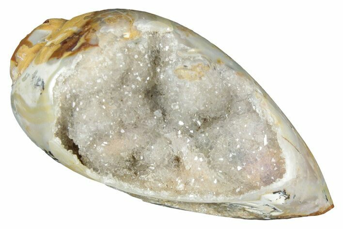 Chalcedony Replaced Gastropod With Sparkly Quartz - India #320846